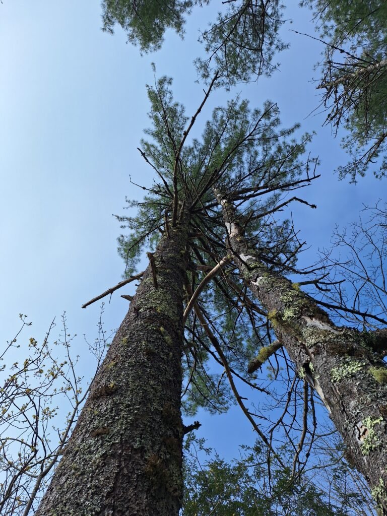 Tree health assessment Southern Maine evaluating tree condition near home