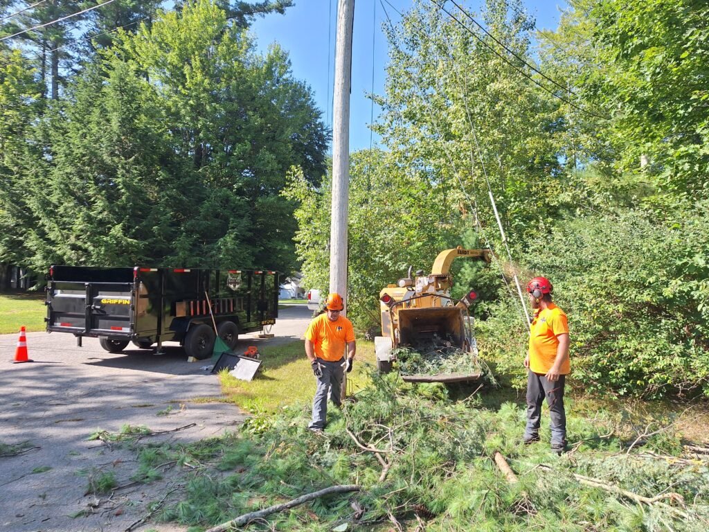 Brush Clearing Southern Maine before and after clearing overgrown land
