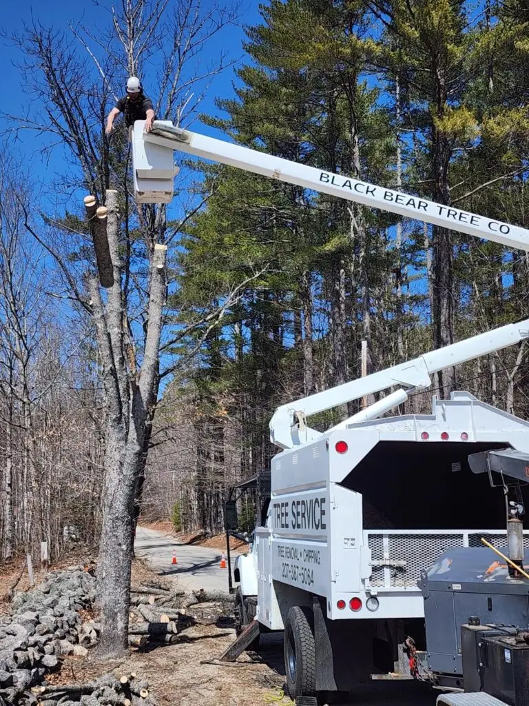 Crane Tree Removal Limerick Maine lifting large tree near home safely