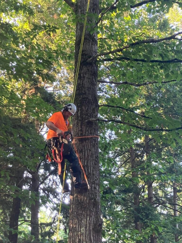 Tree health assessment Southern Maine evaluating tree condition near home