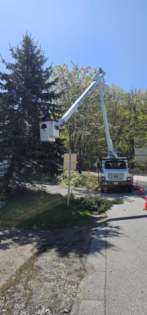 crane tree removal limerick maine