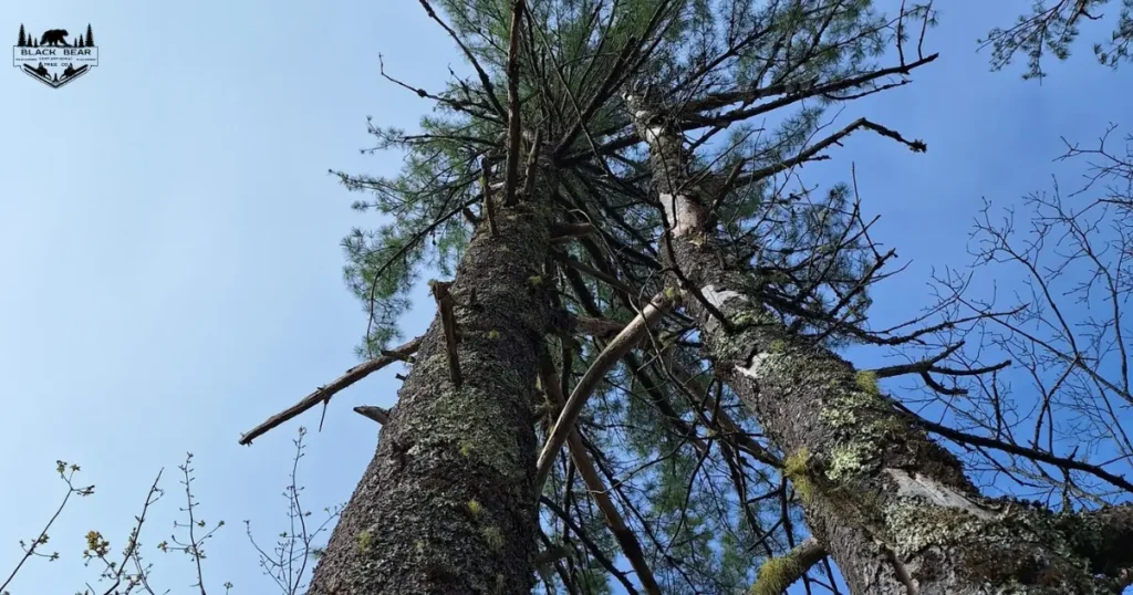 Dead and damaged tree displaying Tree Removal Warning Signs Gorham Maine property owners should address