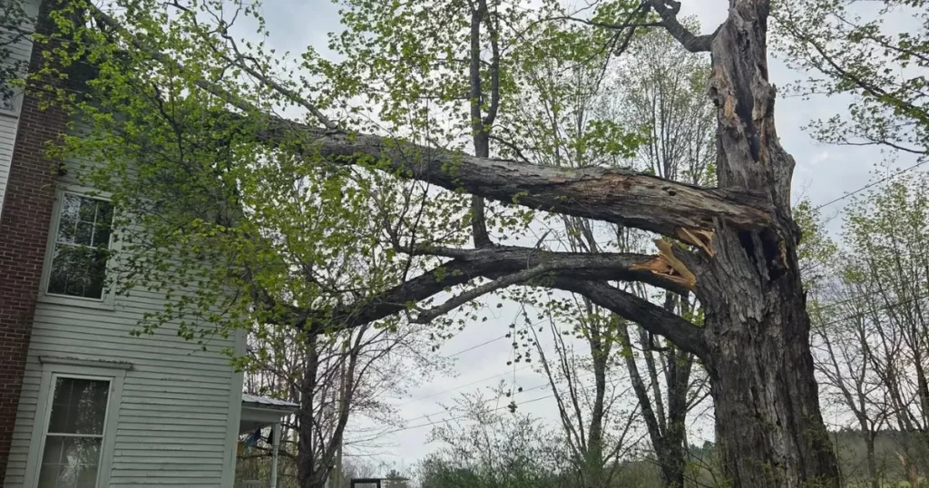 Emergency fallen tree service Maine removing a storm-damaged tree safely from a residential property.