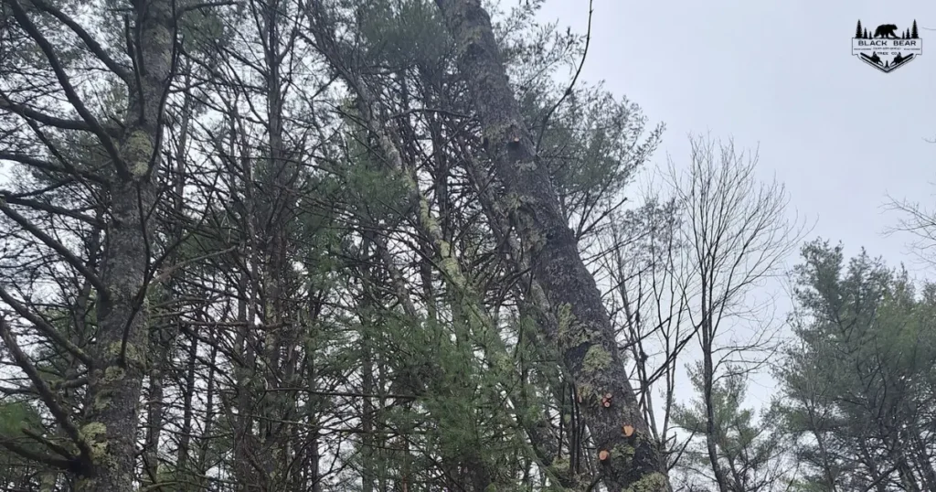 Leaning tree showing Tree Removal Warning Signs Gorham Maine homeowners should not ignore