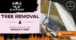 When Should You Remove a Tree? Discover the warning signs Maine homeowners should never ignore before dangerous trees cause expensive property damage.