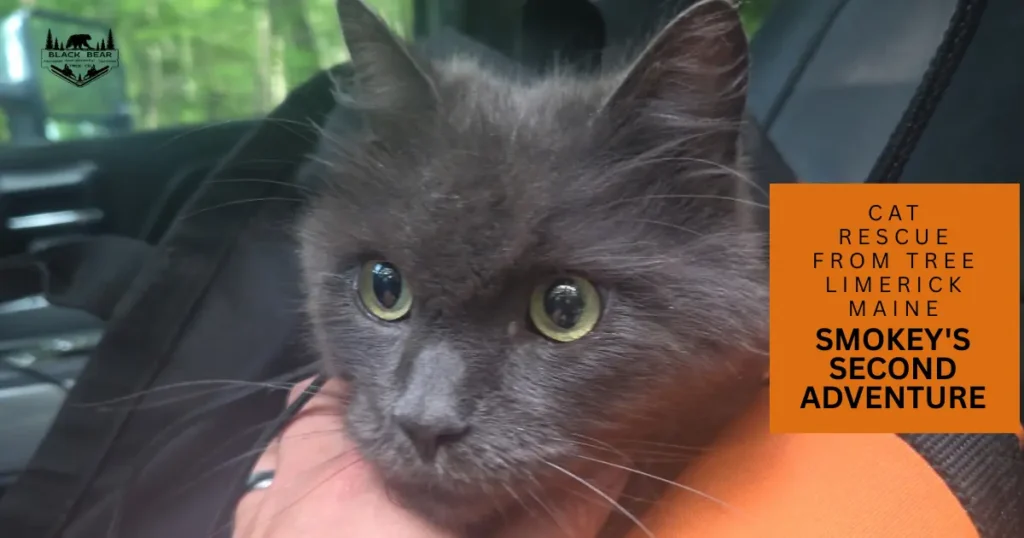 Cat Rescue From Tree Limerick Maine performed by Black Bear Tree Co. in Lake Arrowhead.