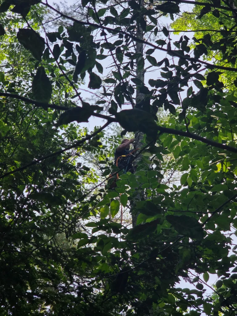 Smokey the cat stuck high in a tree in Lake Arrowhead before a Cat Rescue From Tree Limerick Maine service.