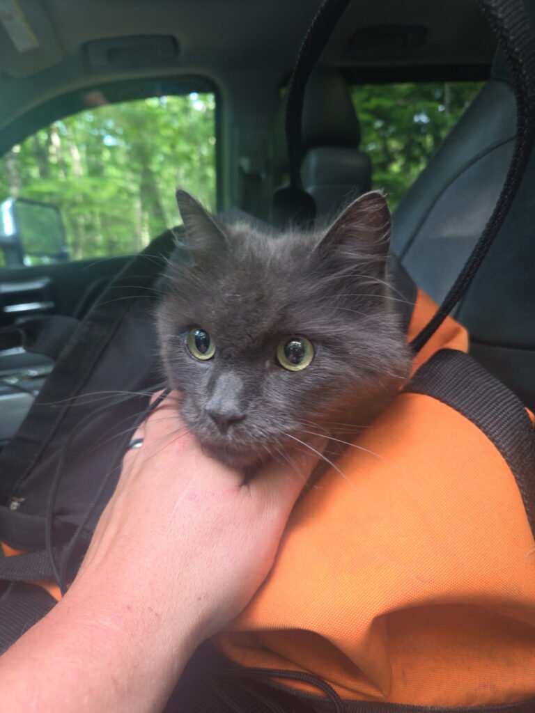 Smokey the cat after Cat Rescue From Tree Limerick Maine by Black Bear Tree Co. in Lake Arrowhead.