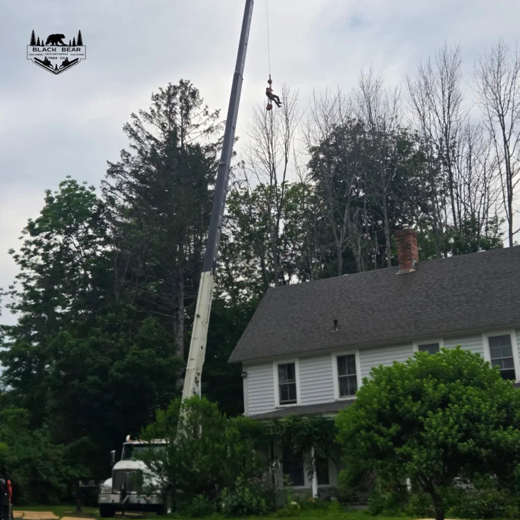 Black Bear Tree Co. performing crane-assisted tree removal near a structure in Limerick Maine