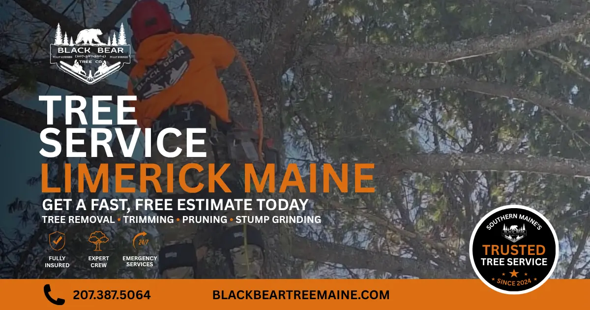 Black Bear Tree Co. providing professional tree service in Limerick Maine