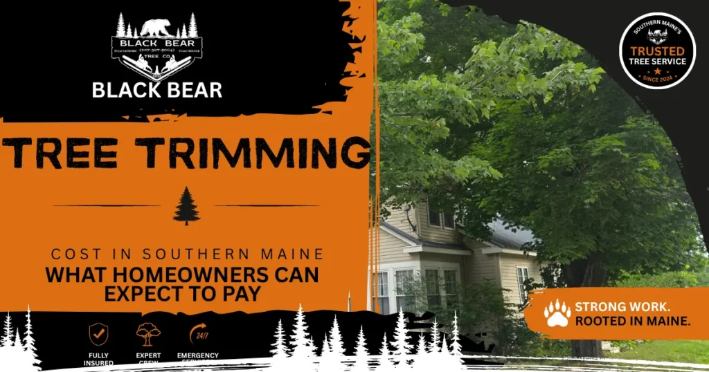 Black Bear Tree Co. crew trimming a large tree near a Southern Maine home