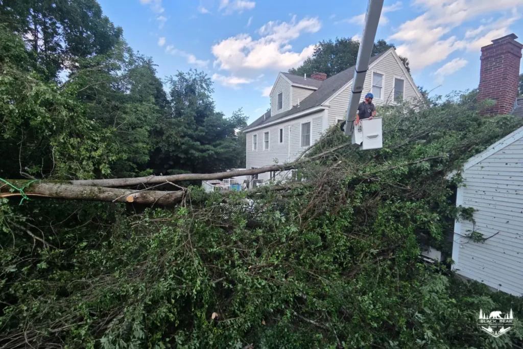 Large fallen tree covering a residential property in South Portland, Maine