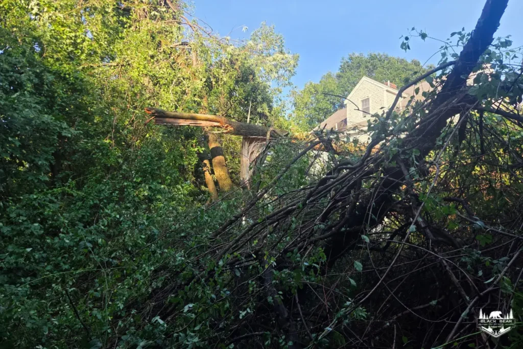 Uprooted and broken tree creating extensive South Portland storm damage
